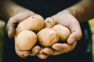 كيف تزرع البطاطس