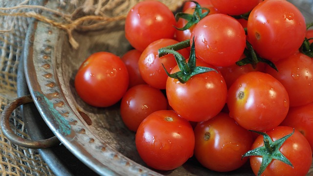 صزرة طماطم تعبيرية لمقال كم إنتاج الطماطم في الزراعة المائية