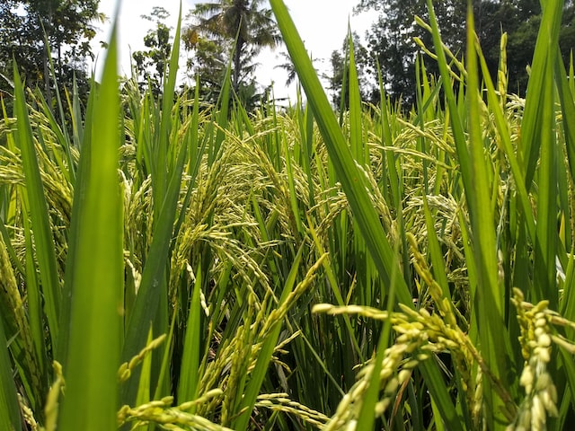 صورة لنبات الأرز