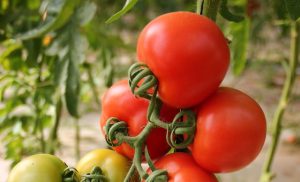 ثمار الطماطم ضمن مقال زراعة الطماطم في الصيف