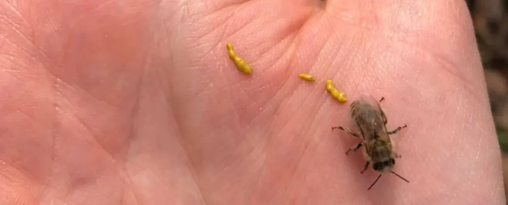 نحلة على يد