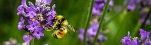 نحلة من مقال هل تكلمت النحلة مع الرسول