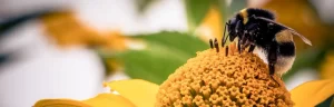 نحلة من مقال ماذا تعرف عن النحل وكيف يعمل