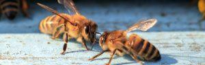 نحلتان تتواصلان ضمن مقال كيف يتواصل النحل