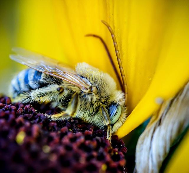نحلة نائمة من مقال تبرير العلماء للنوم العميق عند النحل